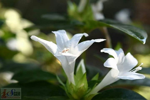 WhatsApp Image 2017-10-22 at 8.23.22 AM