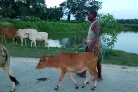 অসমীয়া সমাজৰ পৰা হেৰাই যাবলৈ ধৰা গো-পাল  সংস্কৃতি এতিয়াও জীয়াই ৰাখিছে জামুগুৰিহাটৰ তিনিখন গাঁৱে
