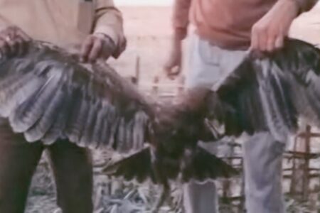 জামুগুৰিহাটৰ নাহৰবাৰীত দূস্প্ৰাপ্য ঈগল চৰাই উদ্ধাৰ