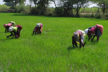 India’s Farm Sector – The crisis within