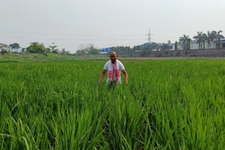 দীপৰ বিলৰ কাষৰীয়া দেউছতালত বৰো ধানৰ খেতিৰে সেউজ বিপ্লৱ গঢ়িছে বলেশ্বৰ ৰংপীয়ে