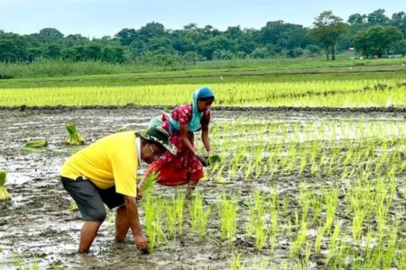 নিজৰ পৈত্ৰিক গাঁও সানেকুছিত মীন বিপ্লৱৰ পাছত সেউজ বিপ্লৱৰে উঠি অহা প্ৰজন্মক উদগণি যোগাইছে নৌ সেনাৰ অৱসৰপ্ৰাপ্ত শীৰ্ষ বিষয়া কমলেশ চন্দ্ৰ চৌধুৰীয়ে