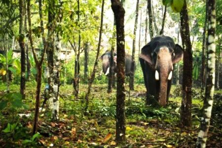 পবাক বন্যপ্ৰাণী অভয়াৰণ্যৰূপে গঢ়ি তোলা হ’ব –  বিধানসভাত মন্ত্ৰী চন্দ্ৰমোহন পাটোৱাৰী